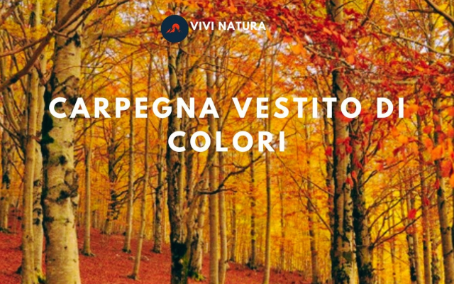 Escursione Trekking: Foliage nel monte Carpegna vestito di colori